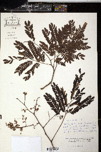 Acacia glomerosa image