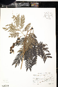 Cojoba graciliflora image