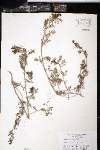 Desmanthus leptolobus image