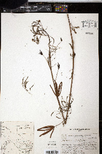Desmanthus virgatus image