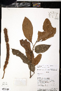 Inga sertulifera image