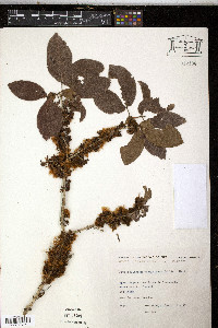 Zygia cauliflora image