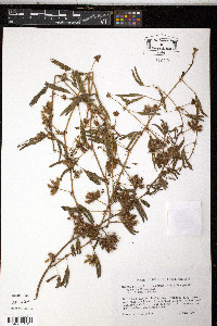 Mimosa pudica image