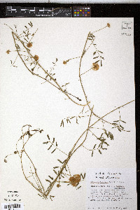 Mimosa latidens image