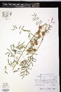 Mimosa microphylla image