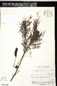 Image of Stryphnodendron guianense