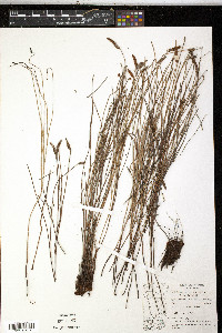 Schizaea stricta image