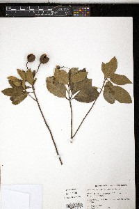 Sloanea caribaea image