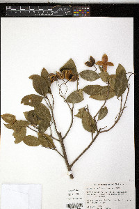 Sloanea caribaea image