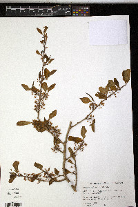 Image of Erythroxylum ovatum