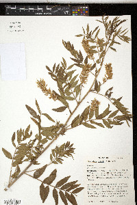 Glycyrrhiza lepidota image