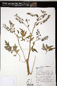 Phacelia bipinnatifida image