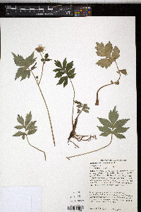 Hydrophyllum virginianum image