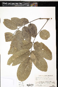 Piscidia carthagenensis image