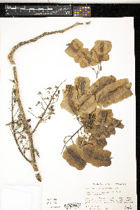 Piscidia carthagenensis image