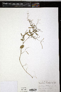 Desmodium scorpiurus image