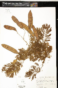 Acacia retusa image