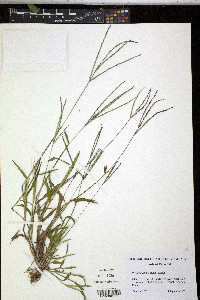 Digitaria ciliaris image