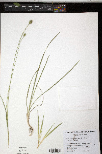 Carex muehlenbergii var. enervis image
