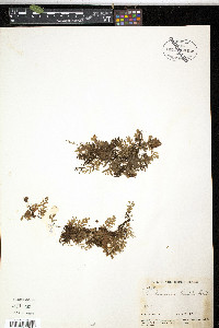 Trichomanes humile image