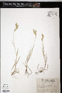 Bromus briziformis image