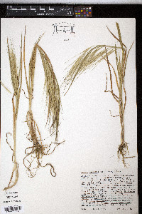 Bromus diandrus image