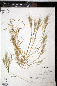 Bromus madritensis image