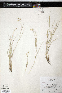 Bouteloua dactyloides image