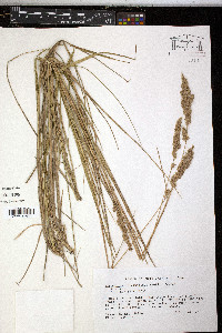 Calamagrostis cinnoides image