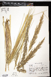 Calamagrostis intermedia image