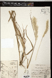 Bothriochloa hassleri image