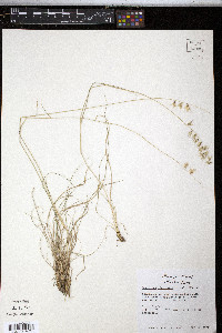 Bouteloua rigidiseta image