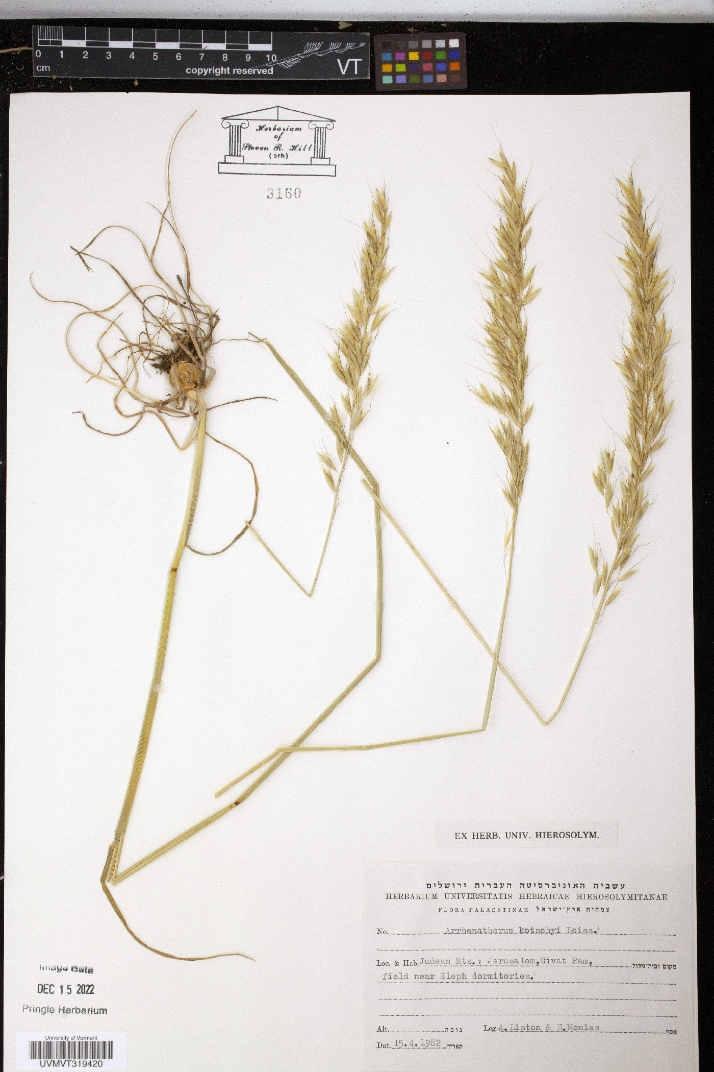 Arrhenatherum kotschyi image