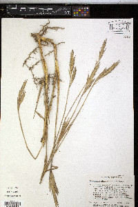 Arundinaria gigantea image