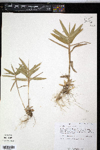 Arundinaria gigantea image