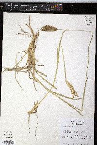 Eustachys retusa image