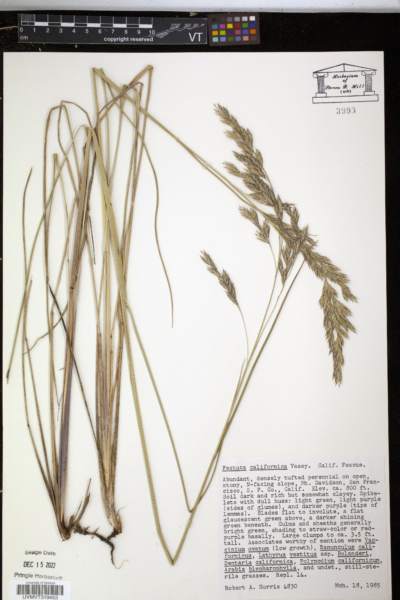 Festuca californica image