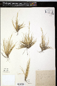 Festuca gracillima image