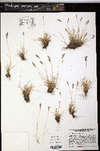 Festuca halleri image