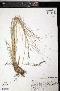 Festuca tolucensis image