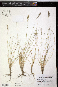 Festuca versicolor image