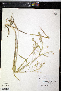 Glyceria canadensis image