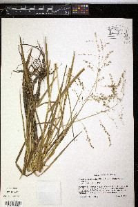 Glyceria canadensis image