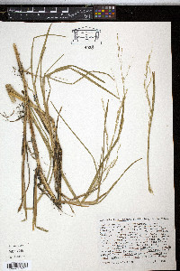 Glyceria leptostachya image