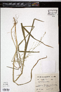 Glyceria notata image