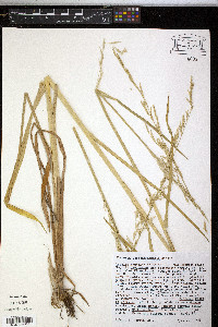 Glyceria septentrionalis image