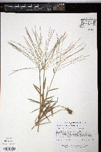 Gymnopogon ambiguus image