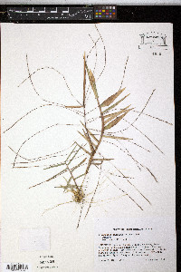 Gymnopogon ambiguus image