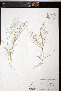 Eragrostis frankii image