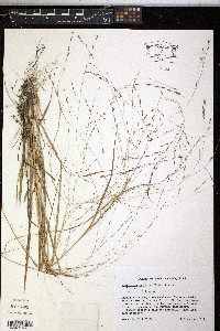 Eragrostis refracta image